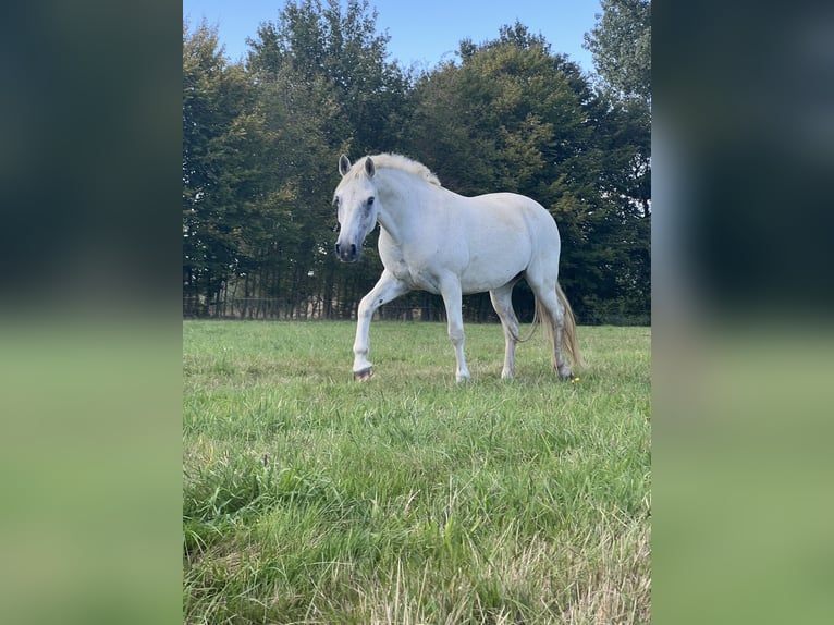 Connemara Mare 10 years 14,2 hh Grey in Thedinghausen
