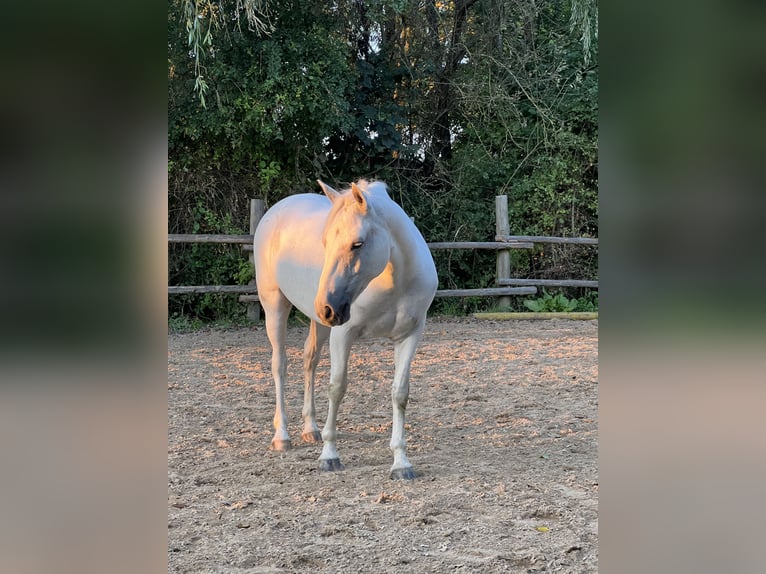 Connemara Mare 10 years 14,2 hh Grey in Thedinghausen