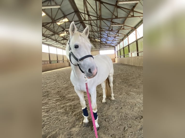 Connemara Mare 10 years 14,3 hh Grey in Visbek