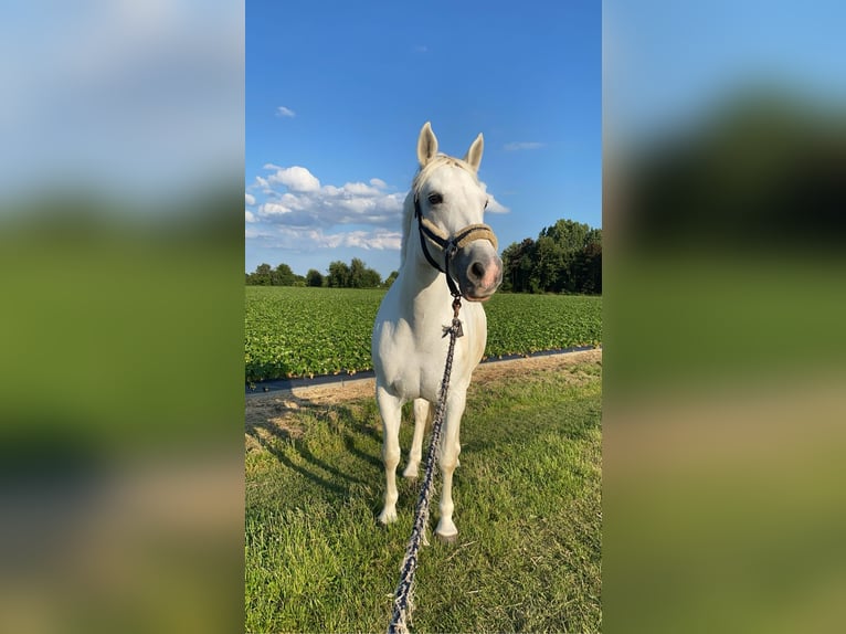 Connemara Mare 10 years 14,3 hh Grey in Visbek