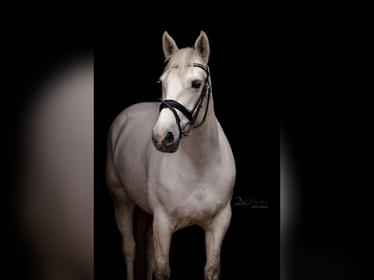 Connemara Mare 10 years 14,3 hh Grey in Visbek Connemara Mare 10 years 14,3 hh Grey in Visbek