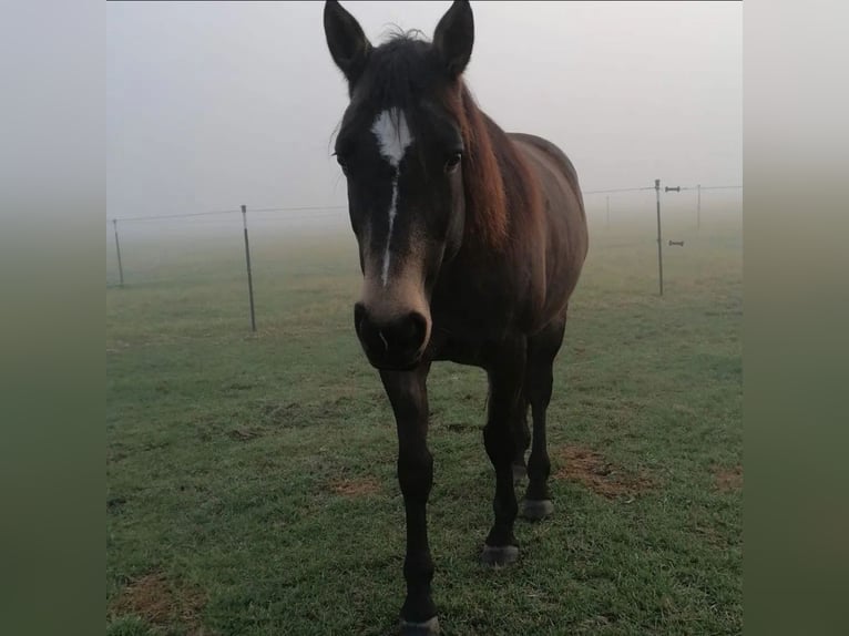 Connemara Mix Mare 10 years 15.1 hh Buckskin in Zeuthen