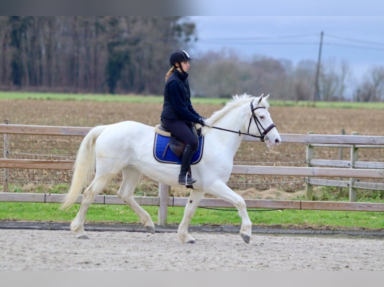 Connemara Mare 10 years 15,1 hh Cremello in Bogaarden