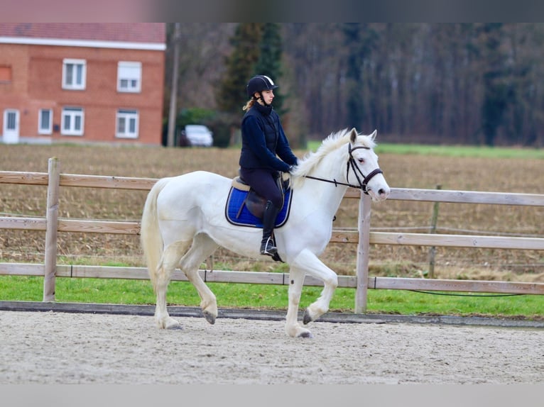 Connemara Mare 10 years 15,1 hh Cremello in Bogaarden