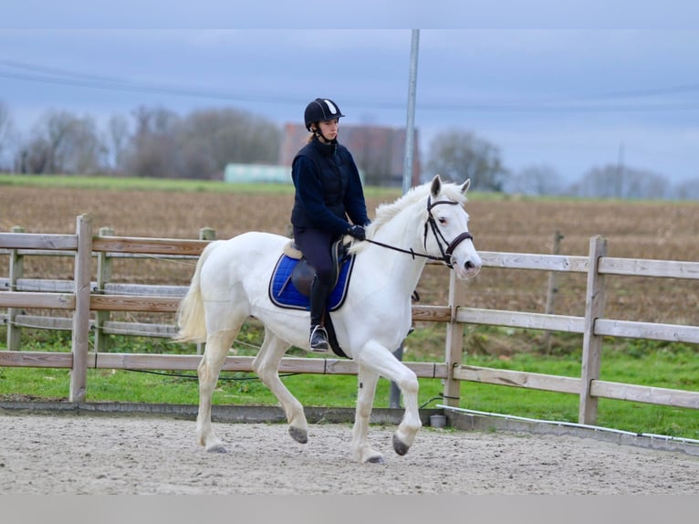 Connemara Mare 10 years 15,1 hh Cremello in Bogaarden