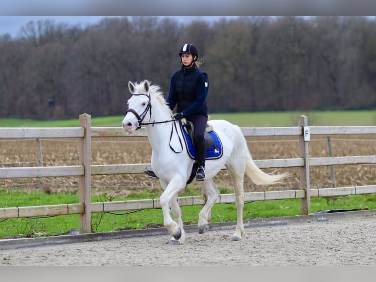 Connemara Mare 10 years 15,1 hh Cremello in Bogaarden