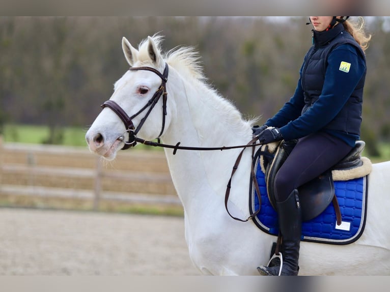 Connemara Mare 10 years 15,1 hh Cremello in Bogaarden