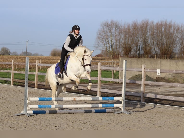 Connemara Mare 10 years 15,1 hh Cremello in Bogaarden