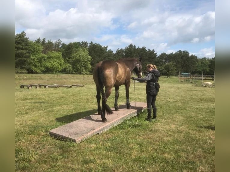 Connemara Mix Mare 10 years 15,1 hh Buckskin in Zeuthen