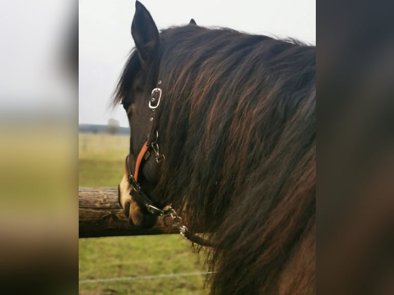 Connemara Mix Mare 10 years 15,1 hh Buckskin in Zeuthen
