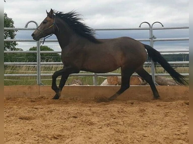 Connemara Mix Mare 10 years 15,1 hh Buckskin in Zeuthen