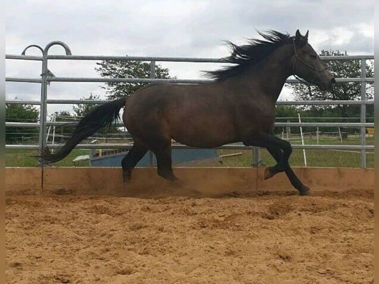 Connemara Mix Mare 10 years 15,1 hh Buckskin in Zeuthen
