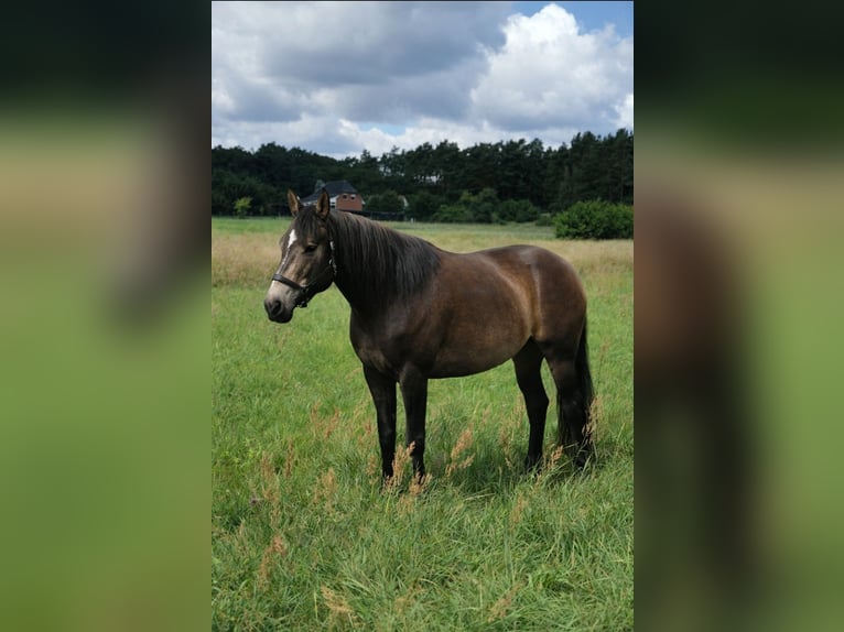 Connemara Mix Mare 10 years 15,1 hh Buckskin in Zeuthen