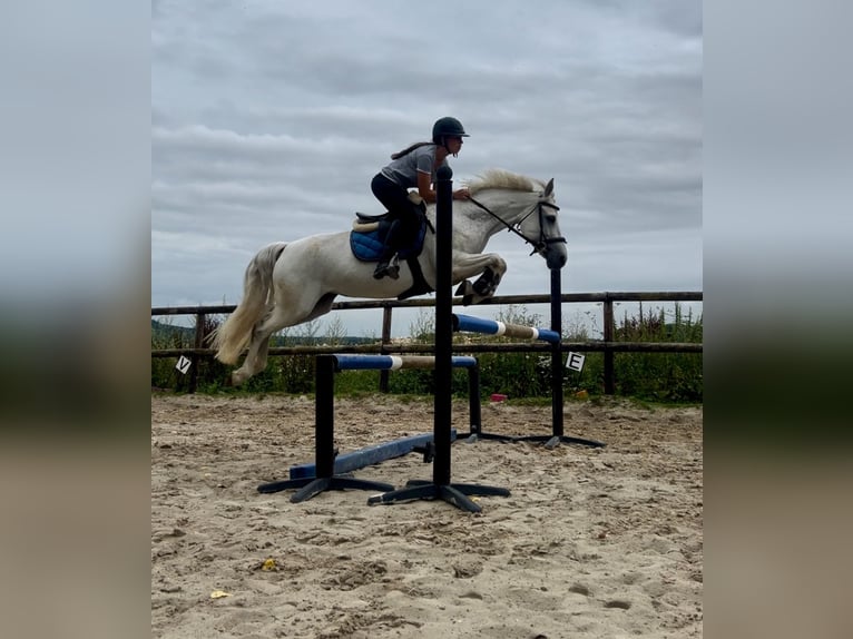 Connemara Mare 11 years 14,1 hh Gray in Les Ageux