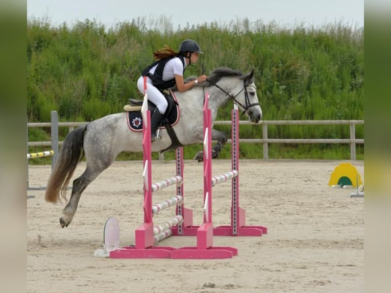 Connemara Mare 11 years 14,1 hh Gray in Les Ageux