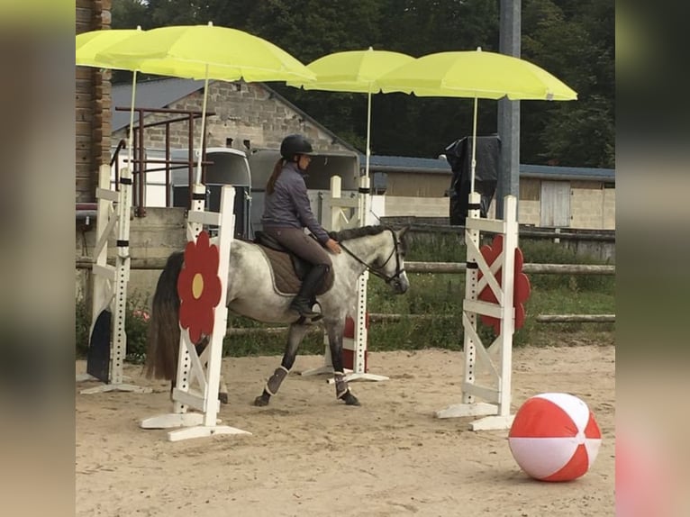 Connemara Mare 11 years 14,1 hh Gray in Les Ageux