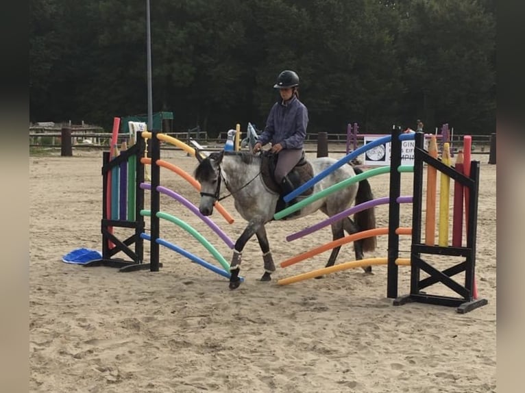 Connemara Mare 11 years 14,1 hh Gray in Les Ageux