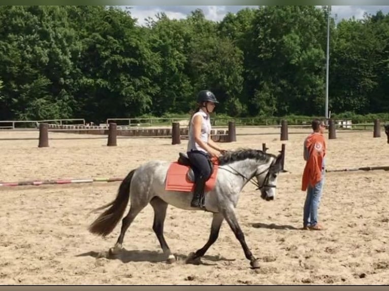 Connemara Mare 11 years 14,1 hh Gray in Les Ageux