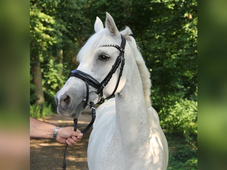 Connemara Mare 11 years 14,1 hh Grey in Wachtendonk