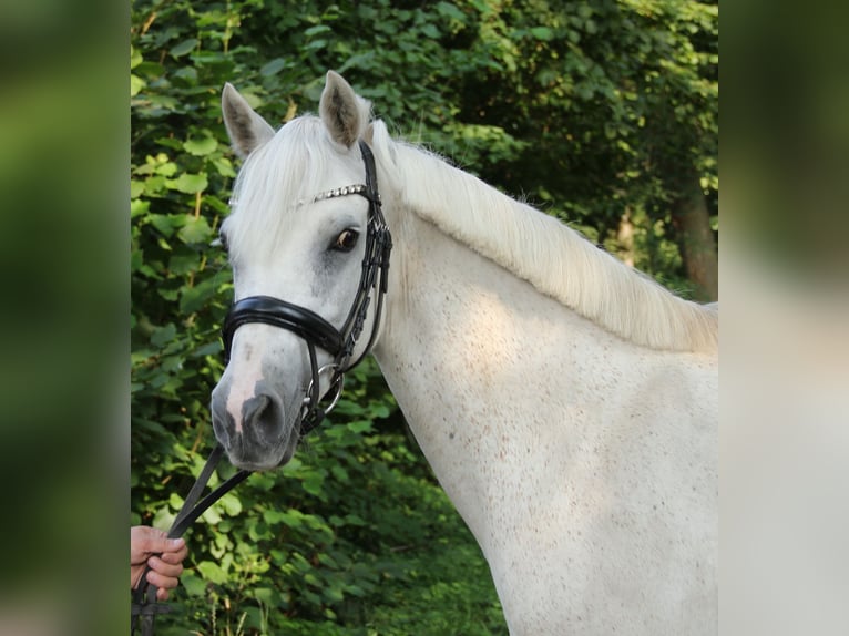 Connemara Mare 11 years 14,1 hh Grey in Wachtendonk