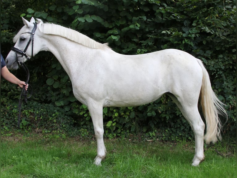 Connemara Mare 11 years 14,1 hh Grey in Wachtendonk