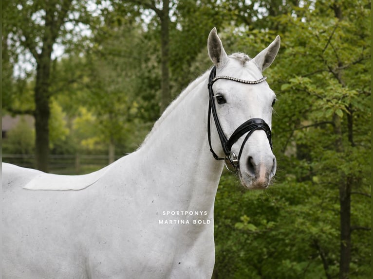 Connemara Mare 11 years 14.2 hh Grey in Recke, bei Osnabrück