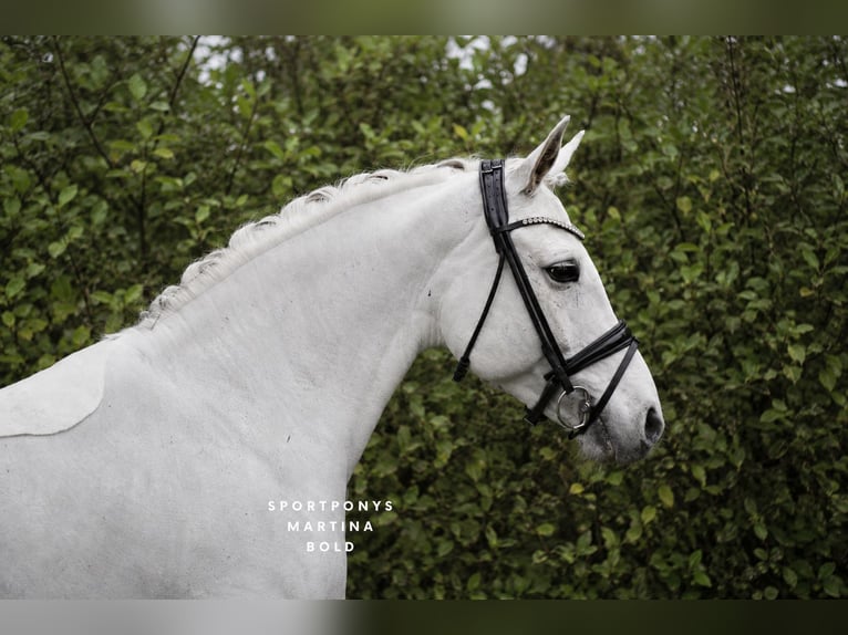 Connemara Mare 11 years 14.2 hh Grey in Recke, bei Osnabrück