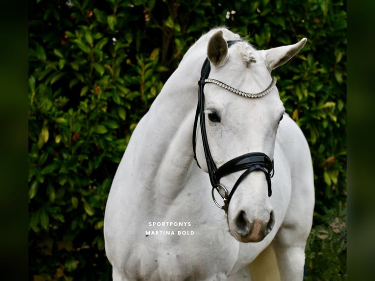 Connemara Mare 11 years 14.2 hh Grey in Recke, bei Osnabrück