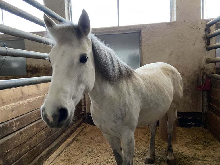 Connemara Mix Mare 11 years 14 hh Grey in Wildberg
