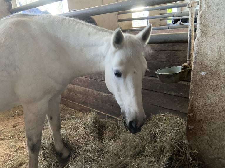 Connemara Mix Mare 11 years 14 hh Grey in Wildberg
