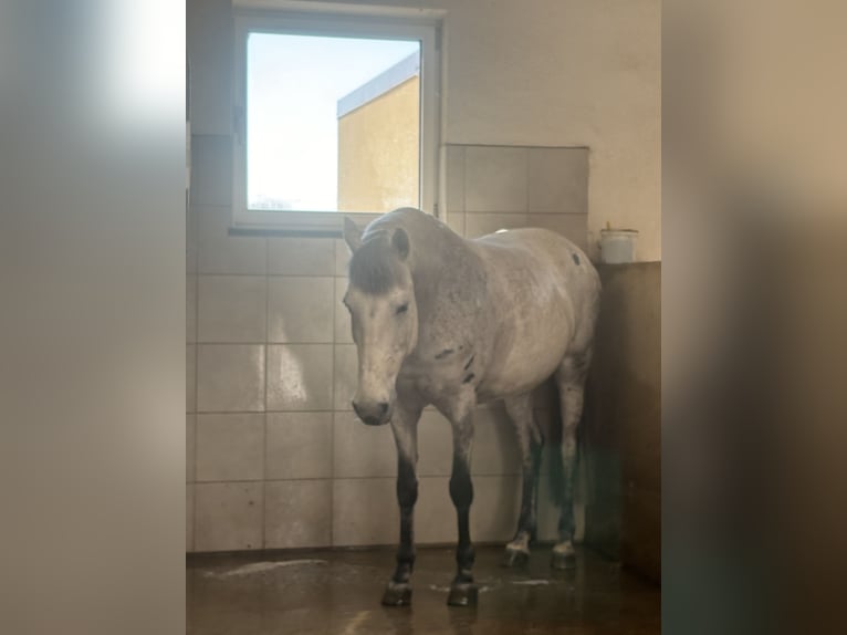 Connemara Mare 11 years 14,1 hh Grey-Dapple in Jettingen-Scheppach