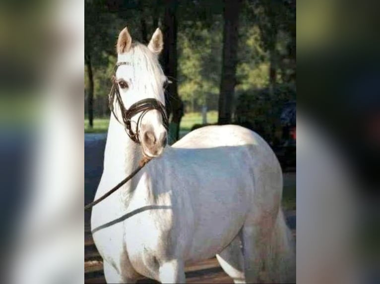 Connemara Mare 11 years 14,1 hh Grey in Wachtendonk