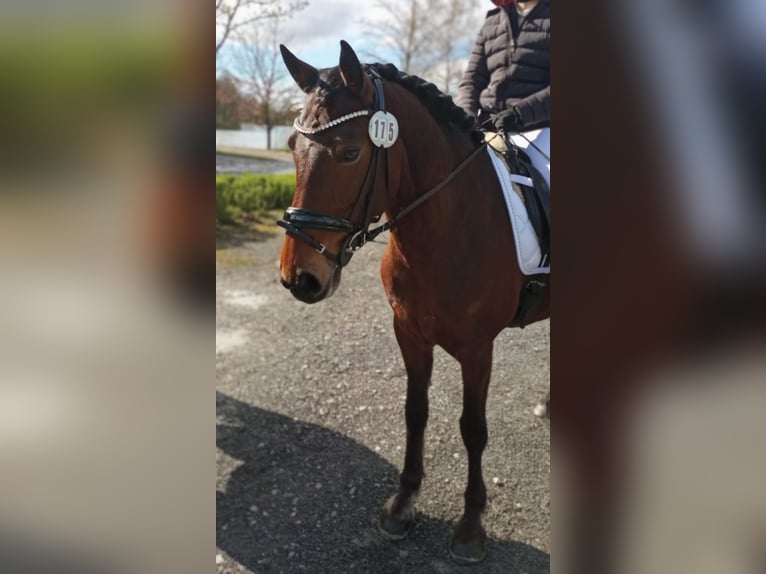 Connemara Mare 11 years 15,1 hh Brown in Weitramsdorf