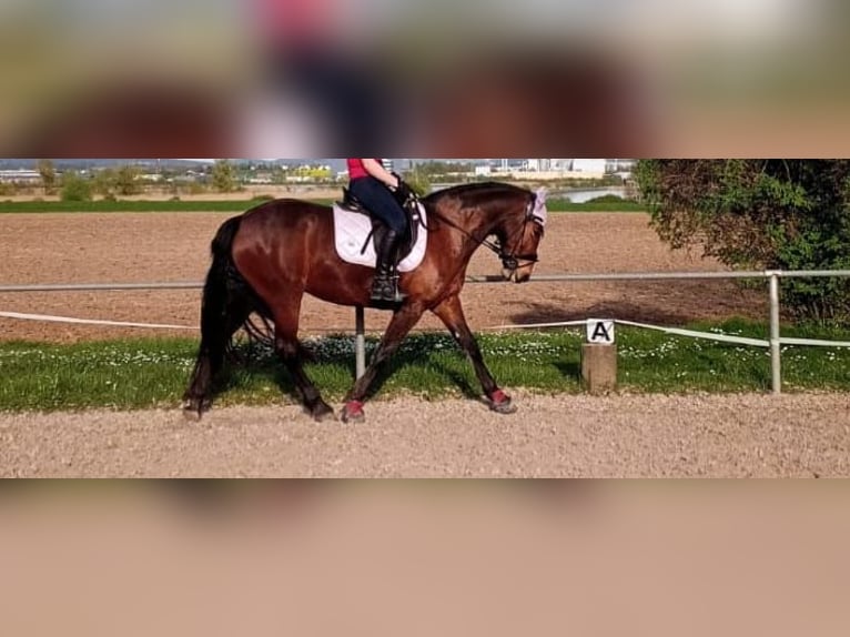 Connemara Mare 11 years 15,1 hh Brown in Weitramsdorf