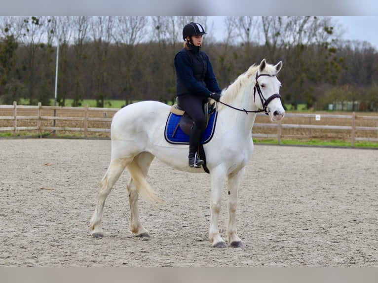 Connemara Mare 11 years 15,1 hh Cremello in Bogaarden