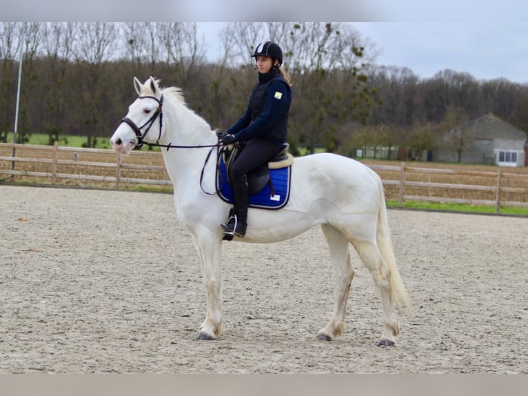 Connemara Mare 11 years 15,1 hh Cremello in Bogaarden