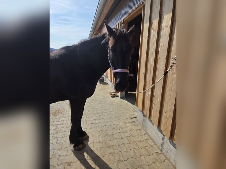 Connemara Mix Mare 11 years 15 hh Black in Albstadt