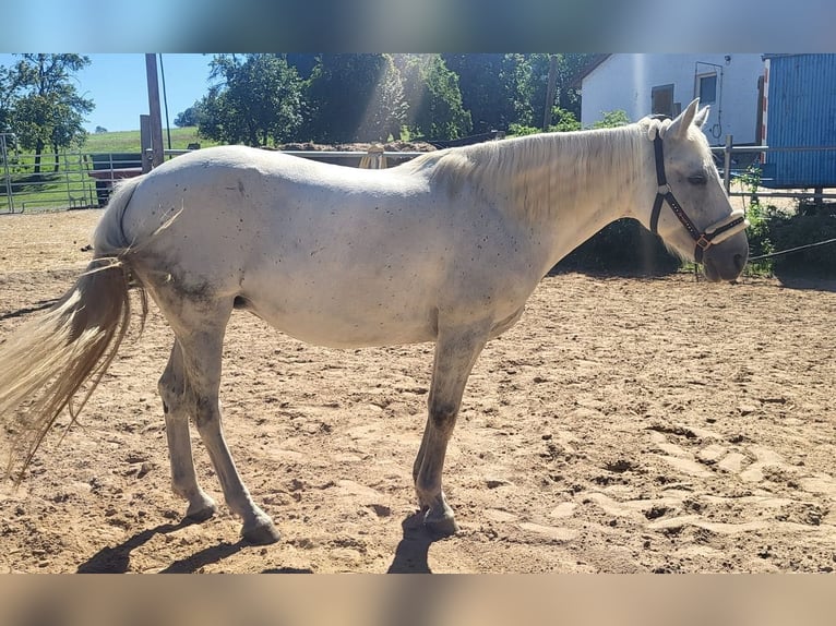 Connemara Mare 11 years Grey in Gesees