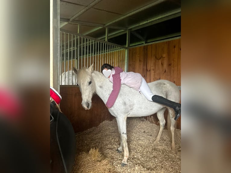 Connemara Mix Mare 12 years 13.1 hh Grey-Fleabitten in Merkezköy