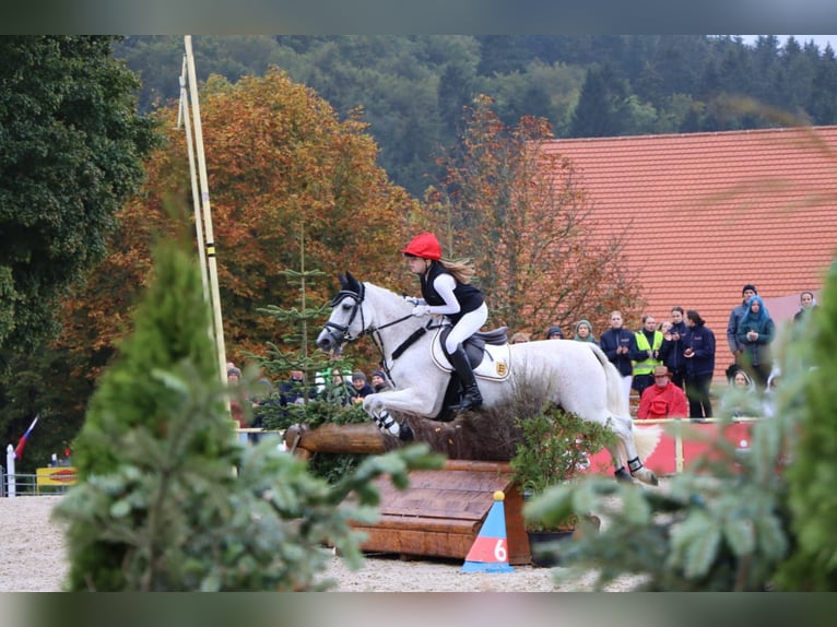 Connemara Mare 12 years 14,1 hh Gray-Fleabitten in Bad Herrenalb