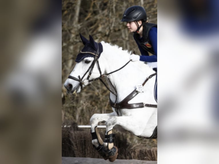 Connemara Mare 12 years 14,1 hh Gray-Fleabitten in Bad Herrenalb