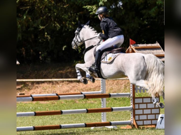 Connemara Mare 12 years 14,1 hh Gray-Fleabitten in Bad Herrenalb