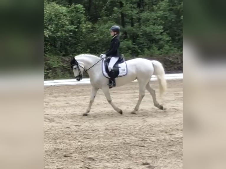 Connemara Mare 12 years 14,1 hh Gray-Fleabitten in Bad Herrenalb