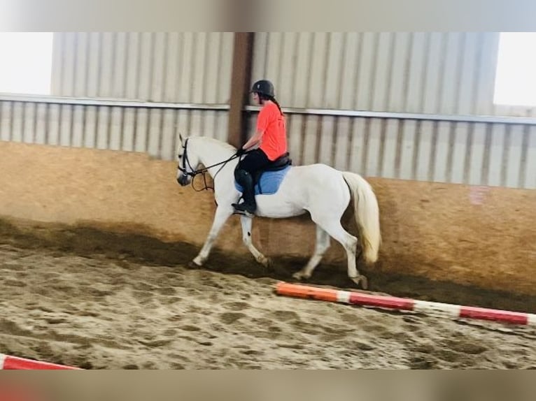 Connemara Mare 12 years 14,1 hh Gray in Sligo