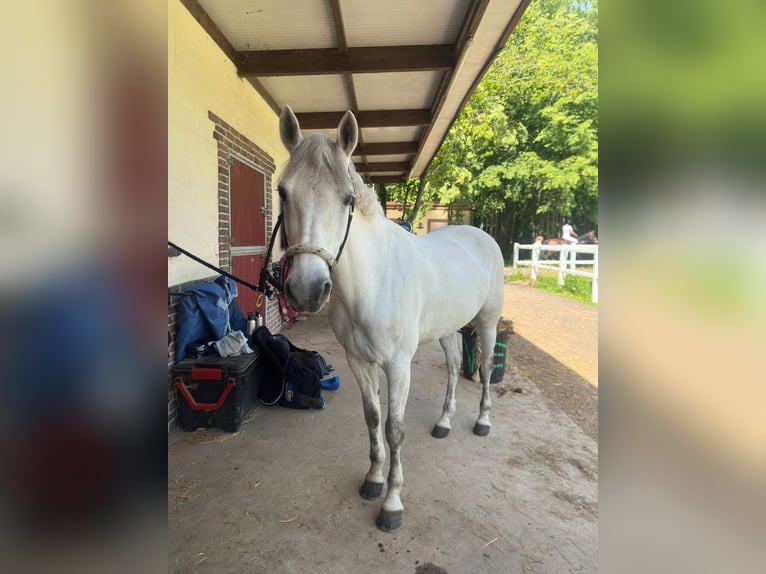 Connemara Mare 12 years 14.2 hh Grey in Lesigny