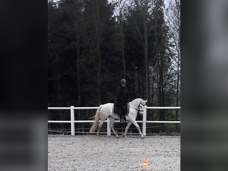 Connemara Mare 12 years 14 hh Gray in Handenberg