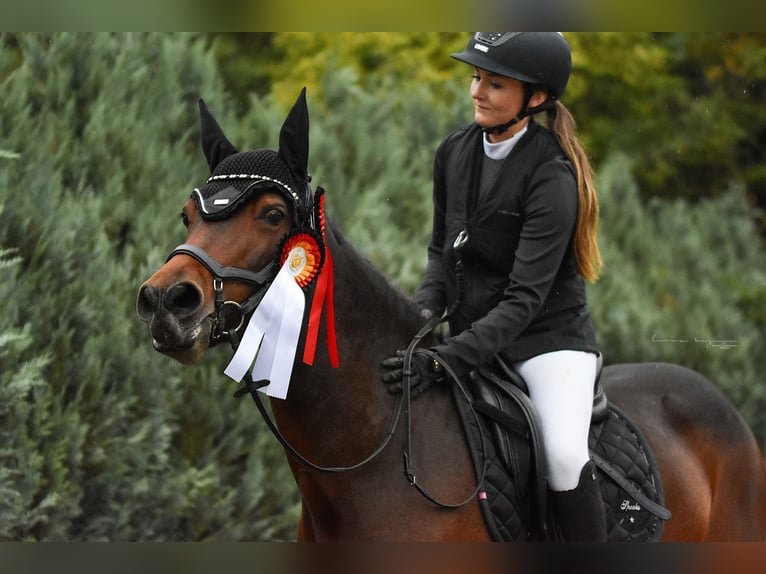 Connemara Mare 12 years 14,1 hh Brown in Sonnefeld