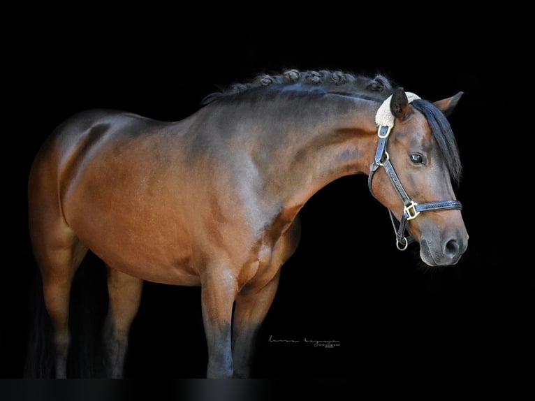 Connemara Mare 12 years 14,1 hh Brown in Sonnefeld