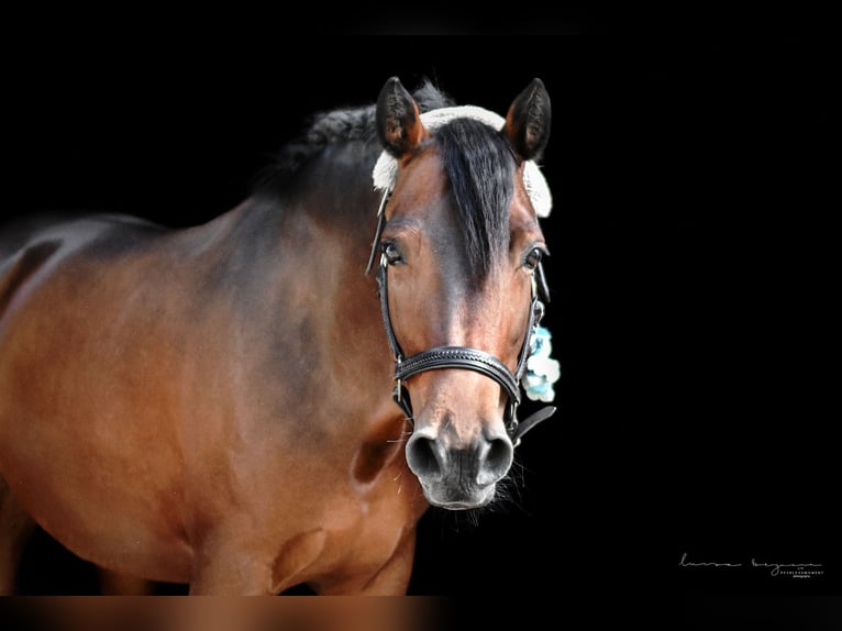Connemara Mare 12 years 14,1 hh Brown in Sonnefeld