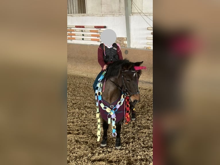 Connemara Mare 12 years 14,1 hh Dun in Frankenberg (Eder)